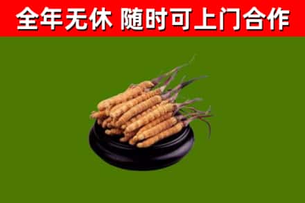 团风县烟酒回收冬虫夏草.jpg