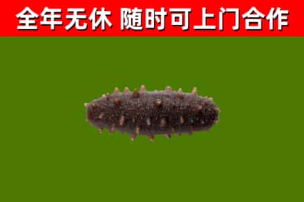 团风县烟酒回收干海参.jpg